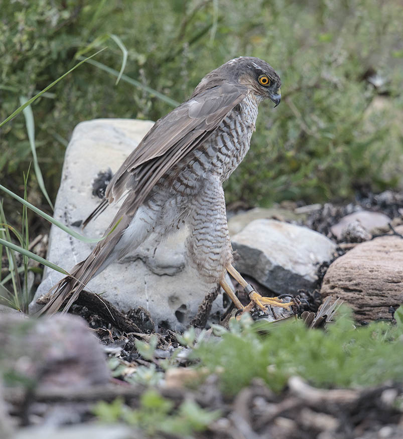 Sparrowhawk with Starling