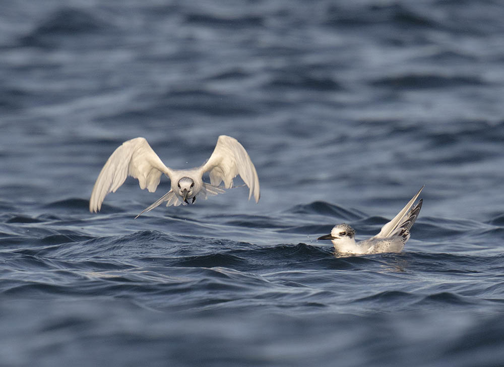 Sandwich Tern