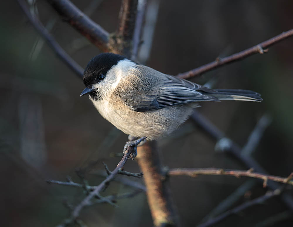 Willow Tit 