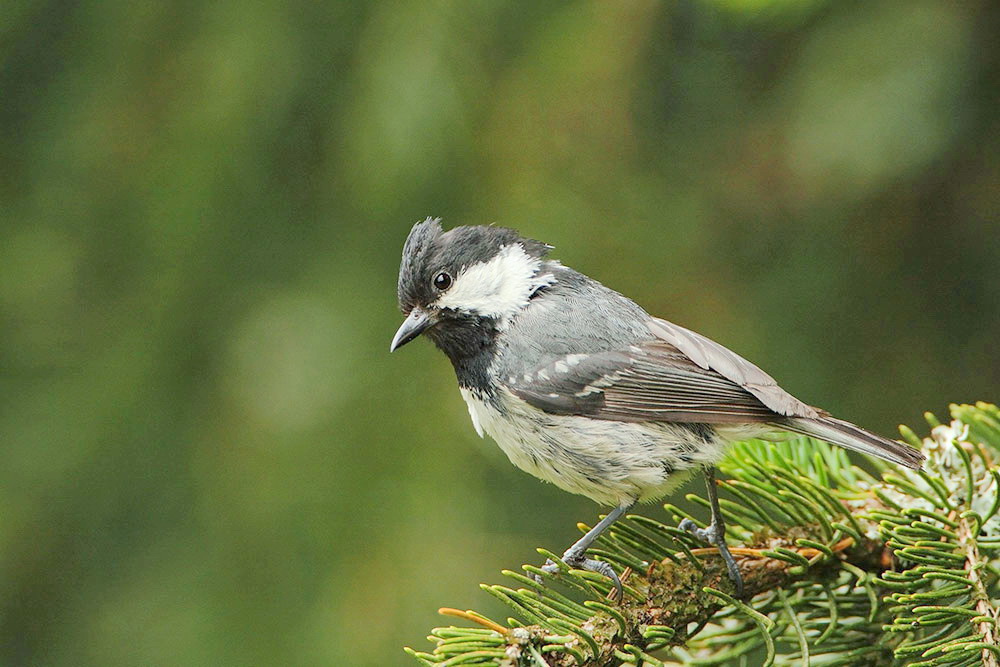 Coal tit Periparus  ater meniček_MG_9998-111.jpg