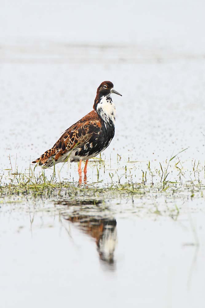 Ruff Philomachus pugnax togotnik_MG_0066-111.jpg