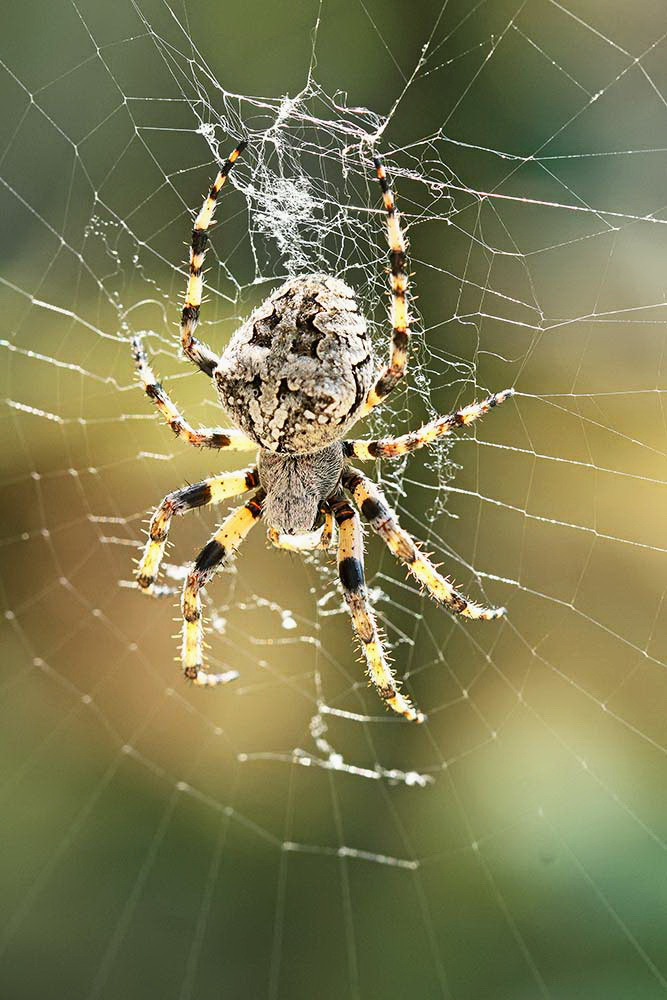 Garden spider  Araneus krievec_MG_0897-111.jpg