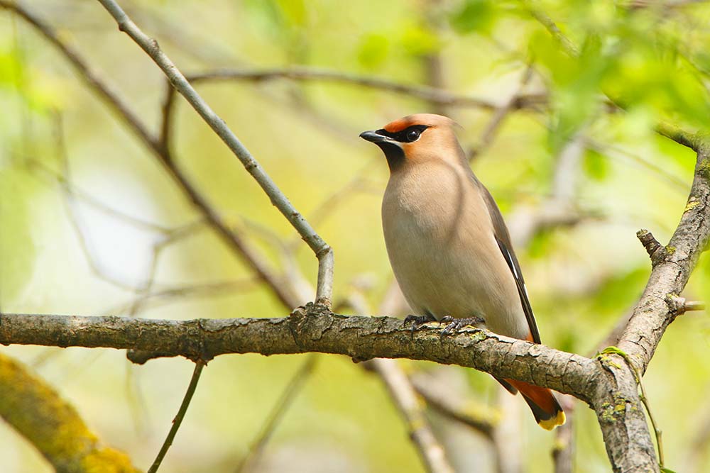 Bohemian waxwing Bombycilla garrulus pegam_MG_9712-111.jpg