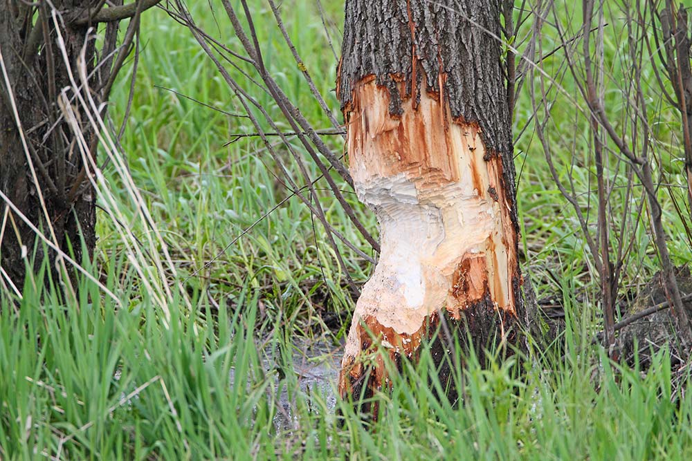 Trace of beaver sledi bobra_MG_9988-111.jpg