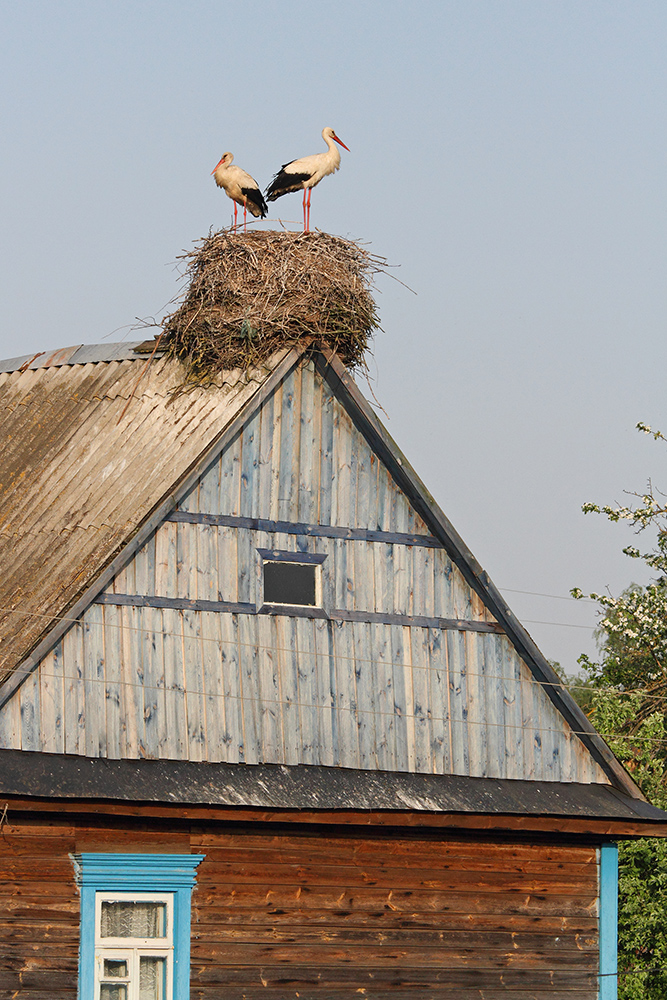 Stork nest on the house gnezdo torklje_MG_2735111.jpg