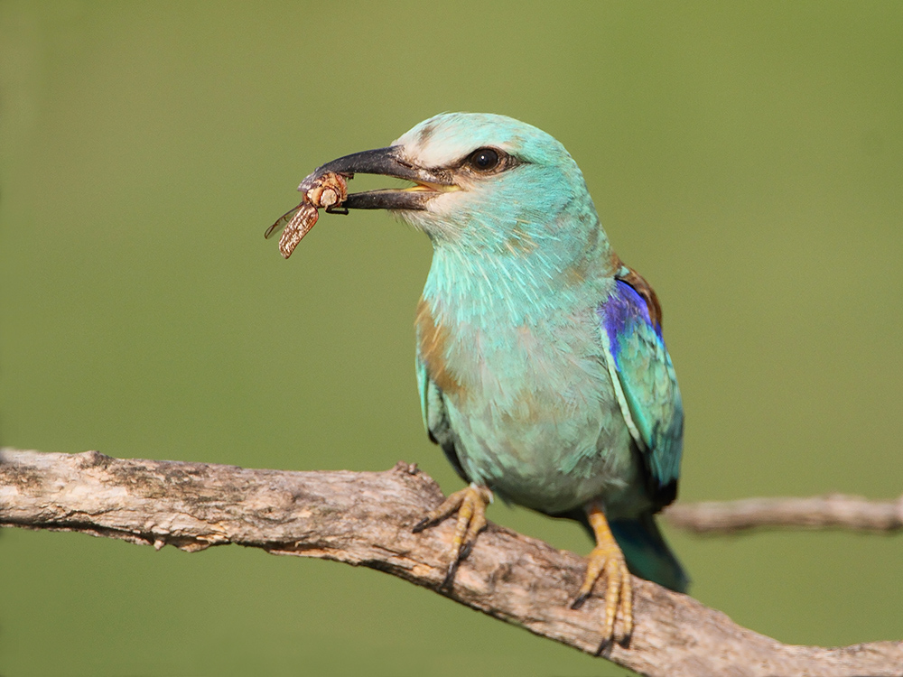 European roller Coracias garrulus zlatovranka_MG_3572-111.jpg