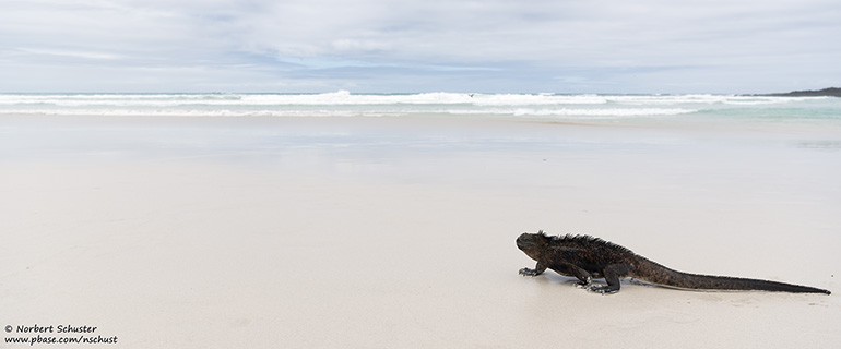 galapagos