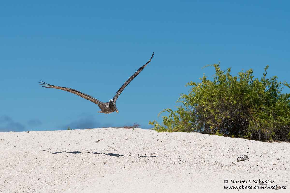 Santa Cruz- Brown Pelican