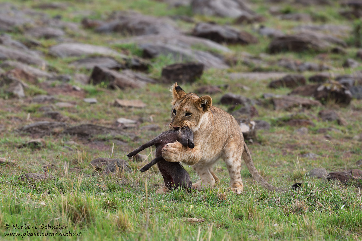 Day 4: Young Lion Playing With A Dead Young Warthog