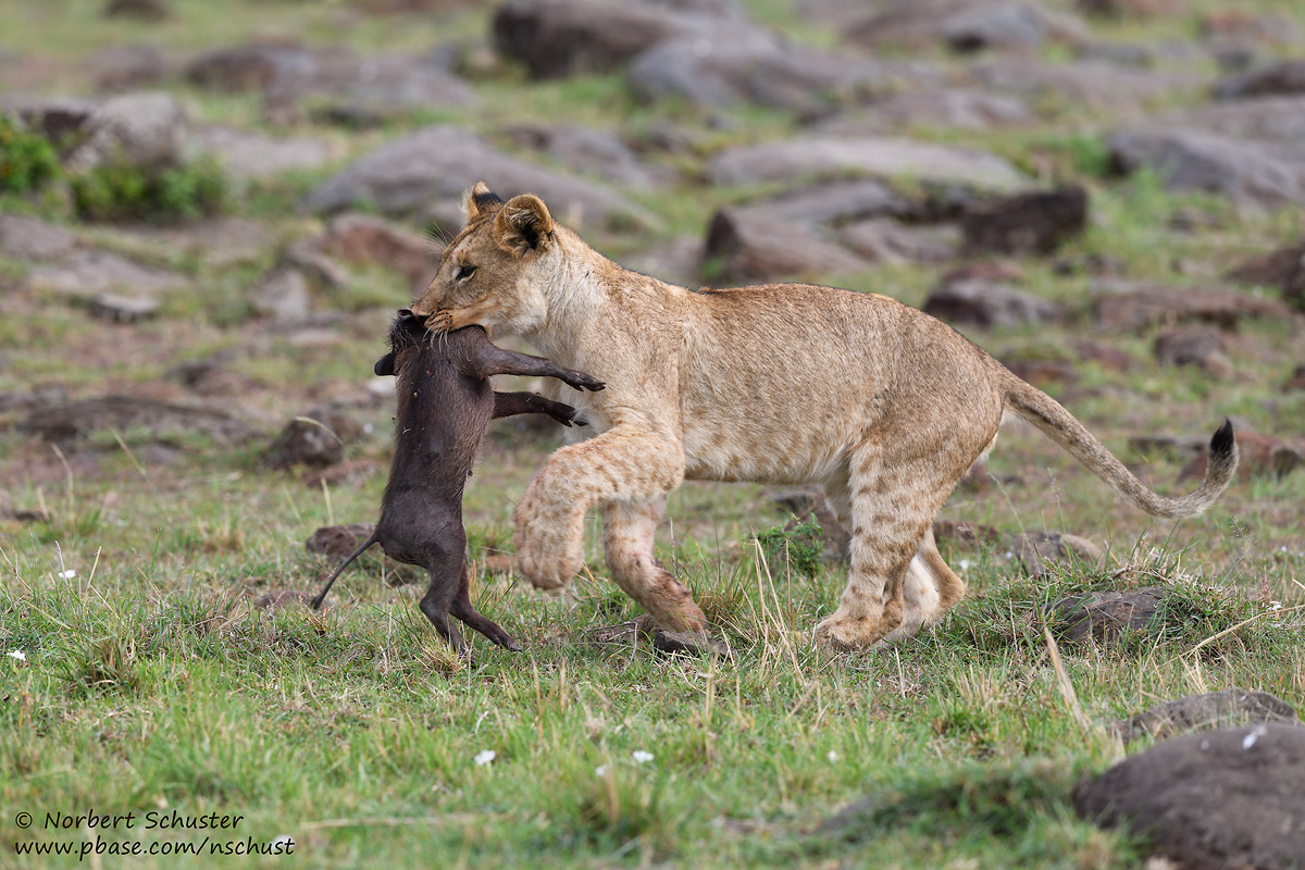 Day 4: Young Lion Playing With A Dead Young Warthog