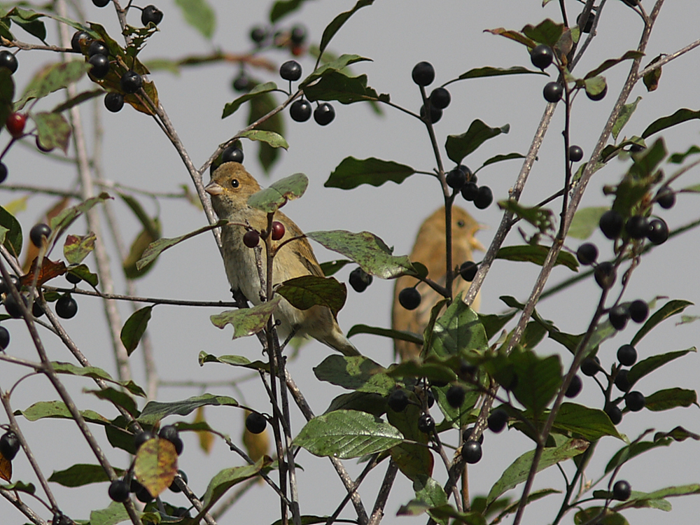 Indigo Bunting (Passerina cyanea) Indigofink