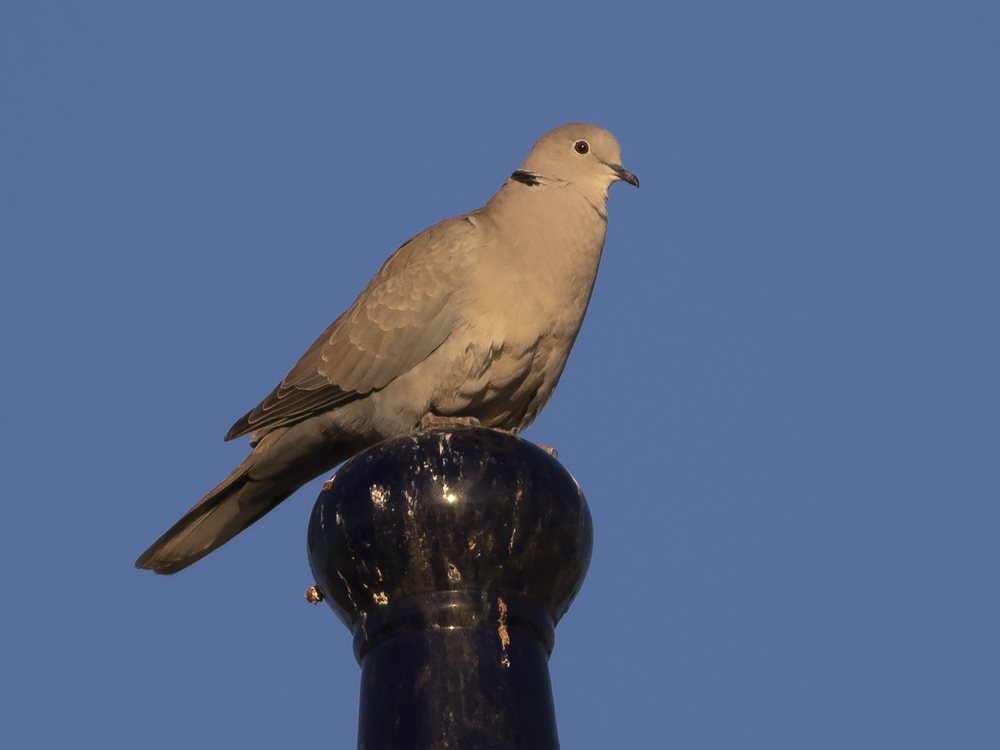 Eurasian Collared Dove	(Streptopelia decaocto)	Turkduva