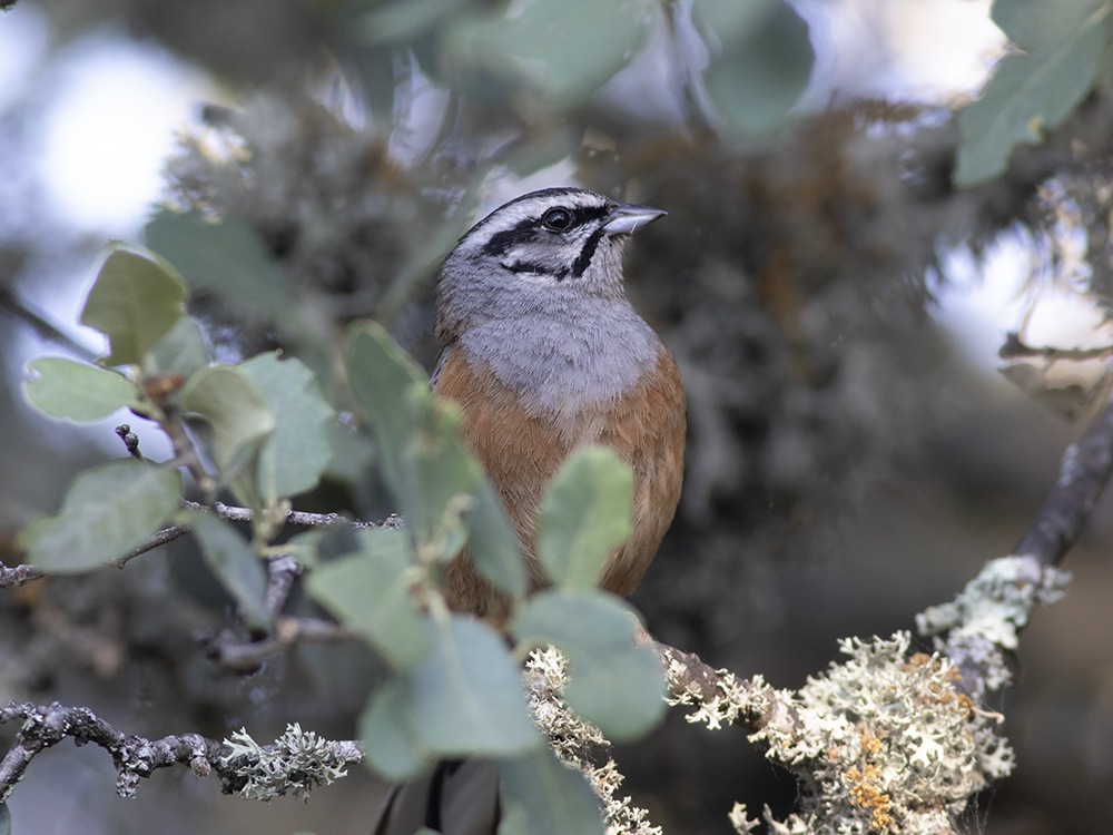 Rock Bunting (Emberiza cia)	Klippsparv