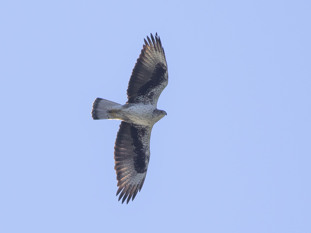Bonellis Eagle (Aquila fasciata) Hkrn
