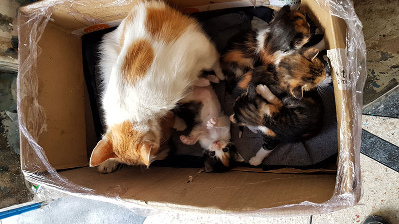 Essaouira Vous aimez les chatons