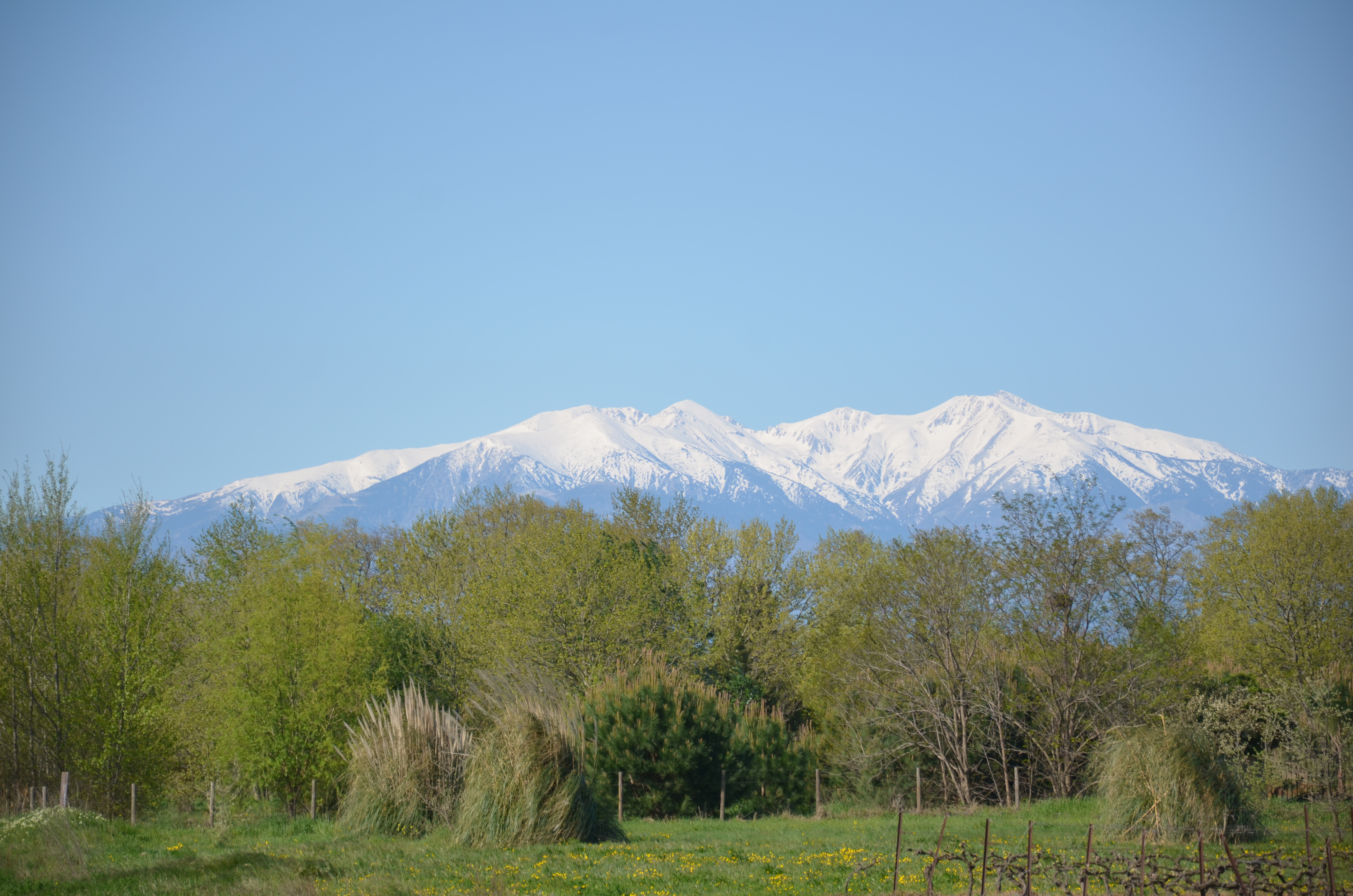 Le Canigou en ce dbut de printemps 