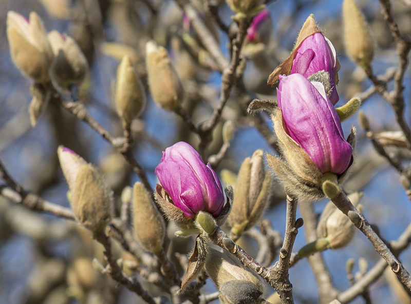 Spring in Lincoln Park