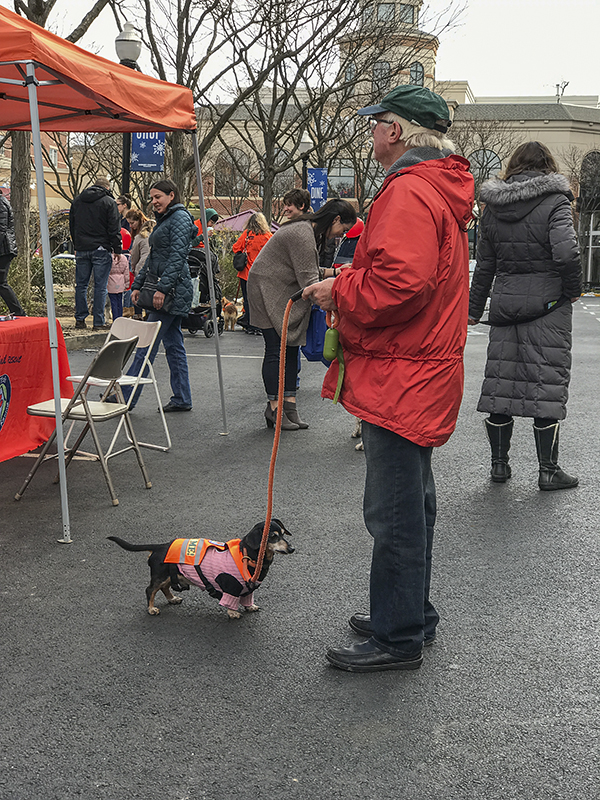 Mutt-i-grees rescue dog fair (4)