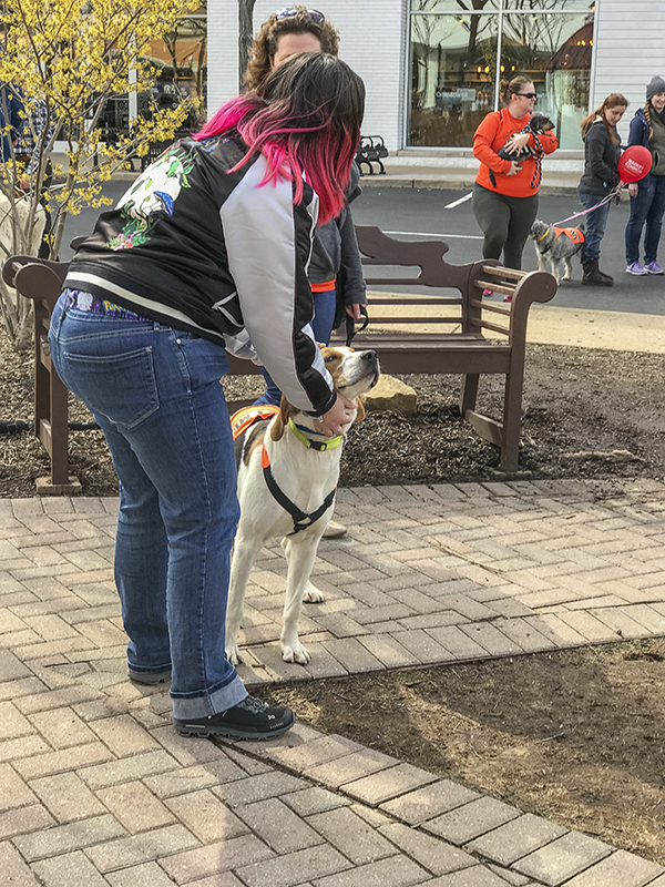 Mutt-i-grees rescue dog fair (5)