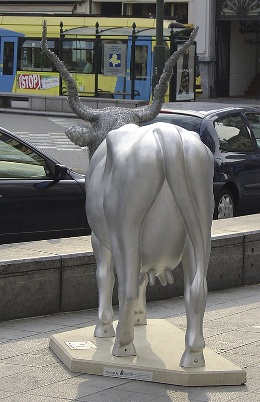 The watching cow