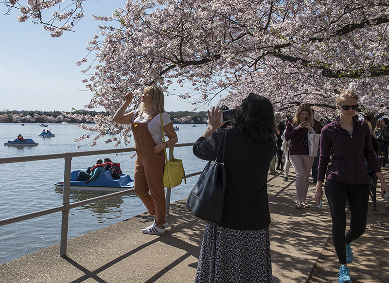 Posing with the cherry blossoms