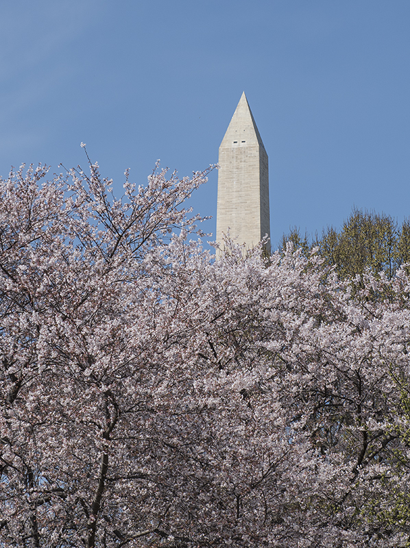 Washington Monument in spring