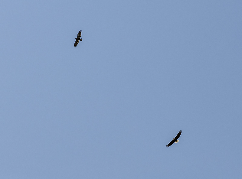 Aerial battle 
