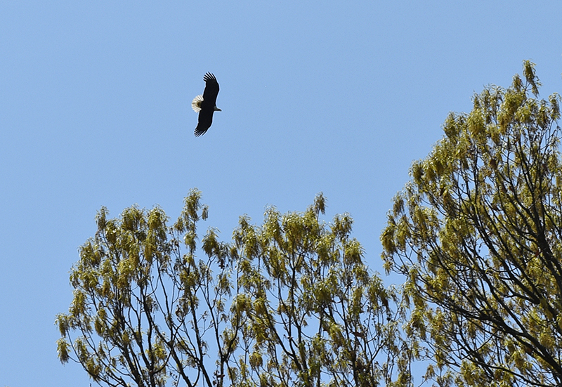 Mother bald eagle heading back to nest