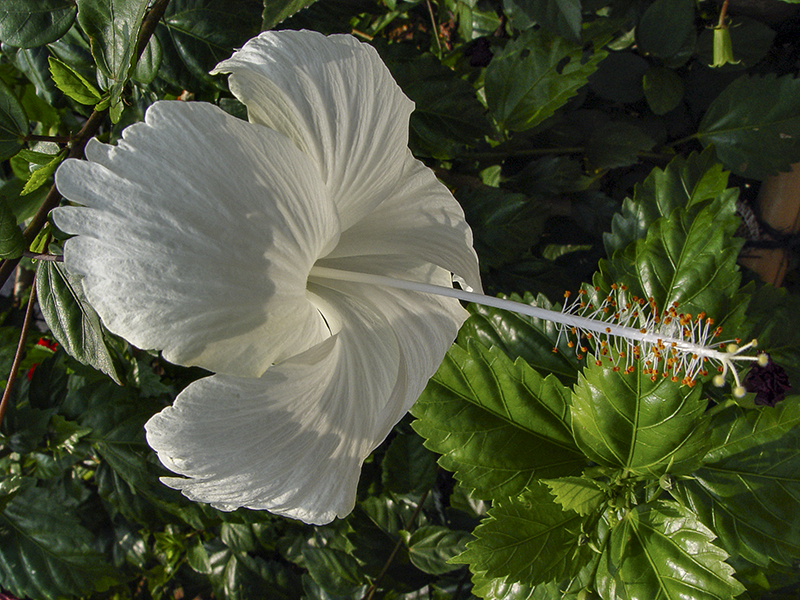 The ubiquitous hibiscus, Yaeyama Islands