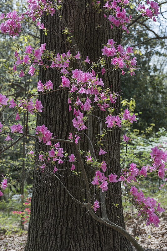 The azalea tree