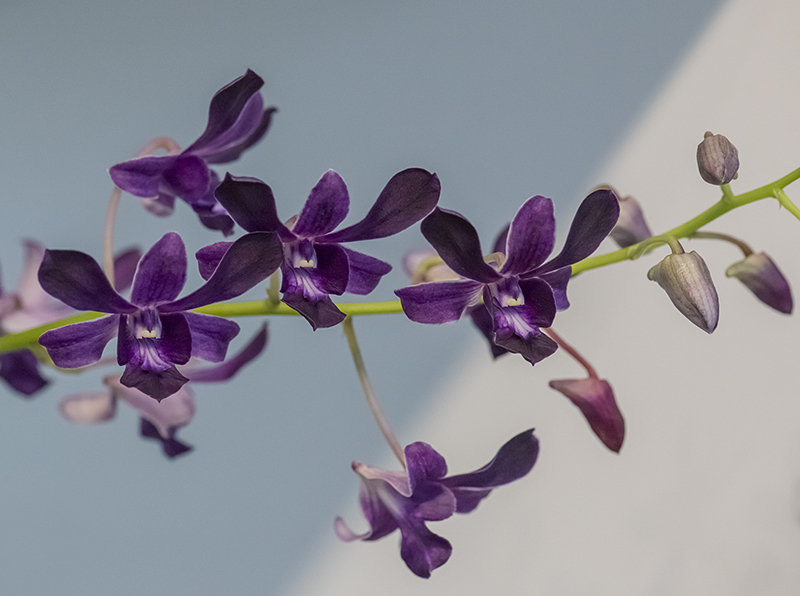 Deep purple