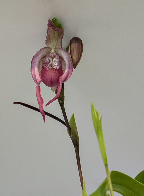 Elegantly droopy