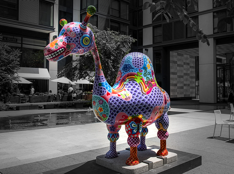 A different take on Dromedary Camel