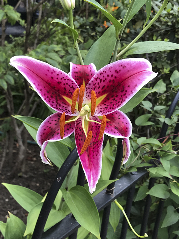 Garden surprise