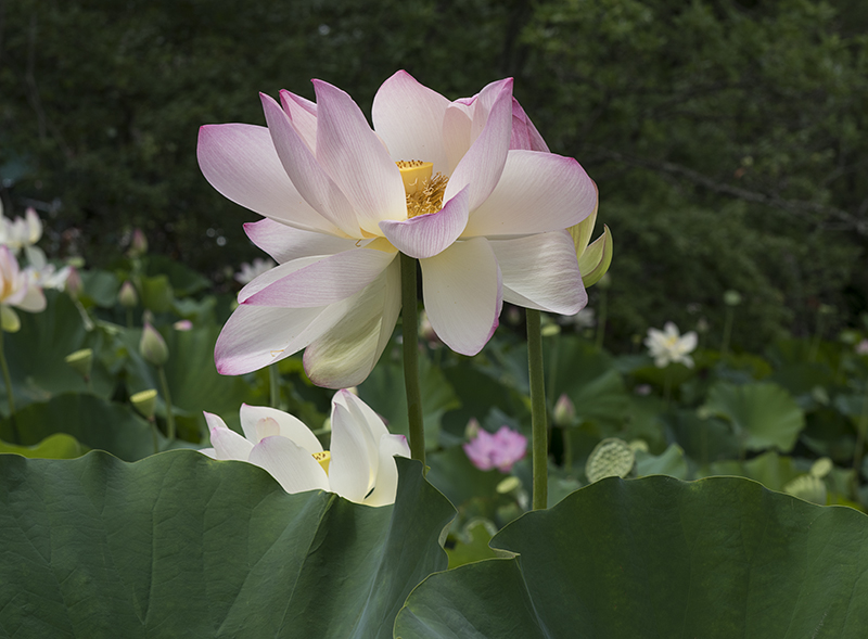 Just another lotus