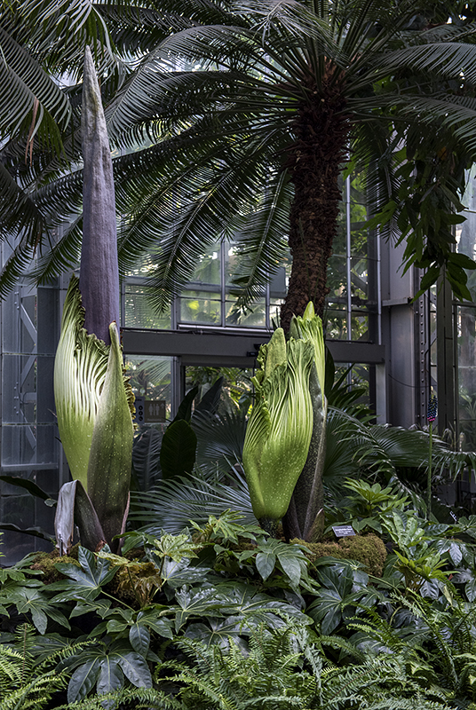 Corpse flower ready to bloom