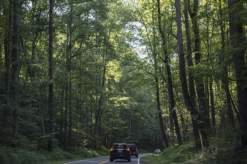 Great Smoky Mountain forest