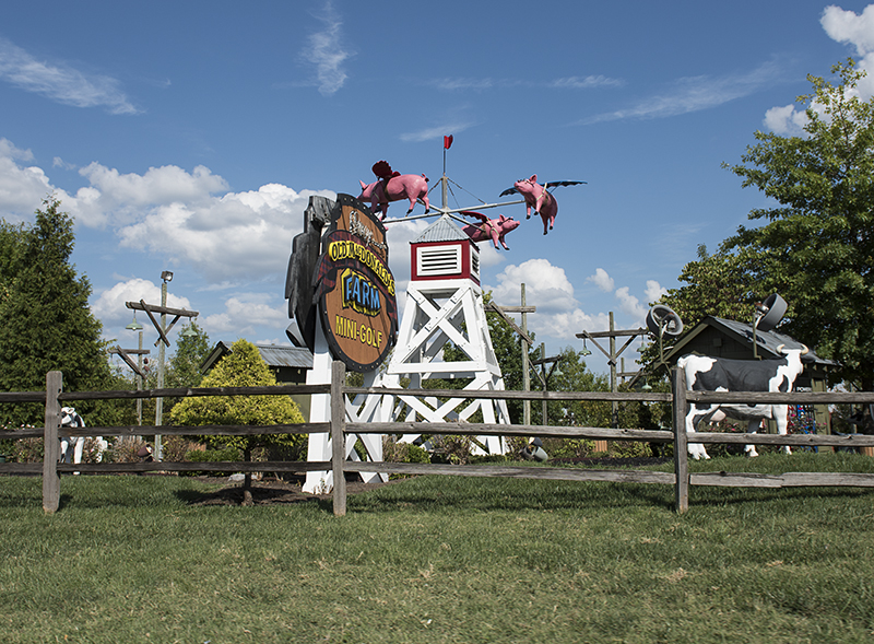 Flying pigs at Old MacDonalds Farm