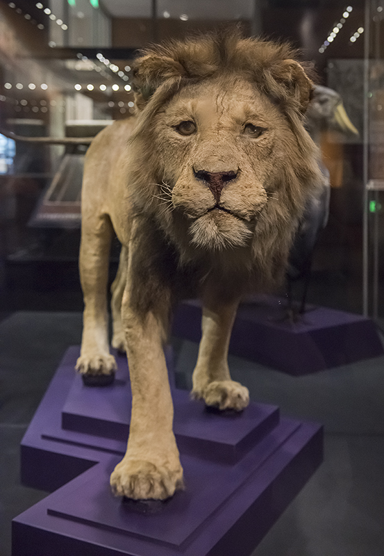 Objects of Wonder: Lion shot by Teddy Roosevelt in 1909