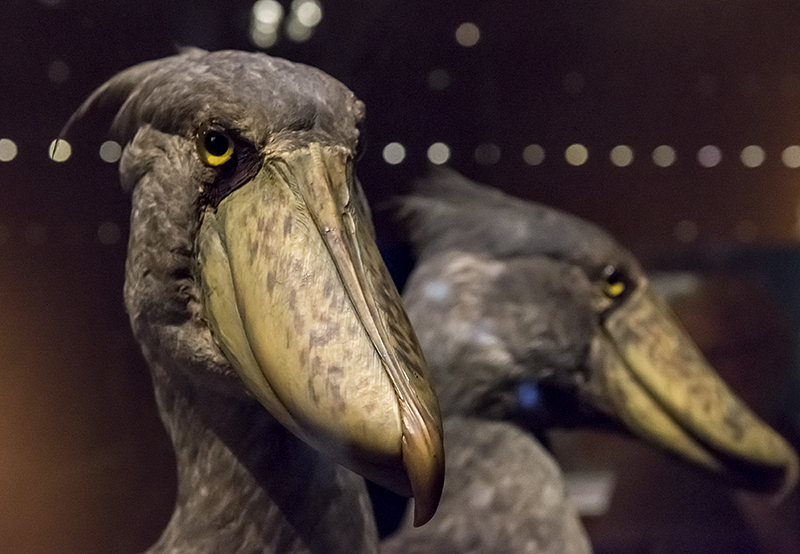 Objects of Wonder: Shoebills