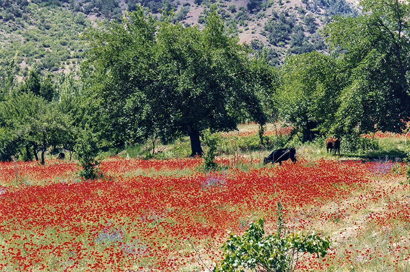 Poppy field
