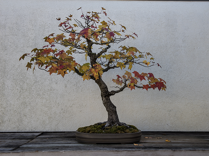 Trident maple