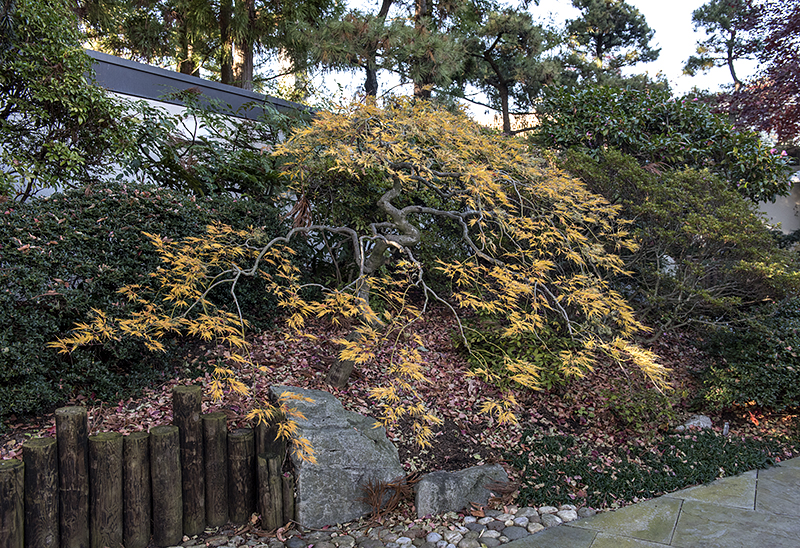 Japanese Garden