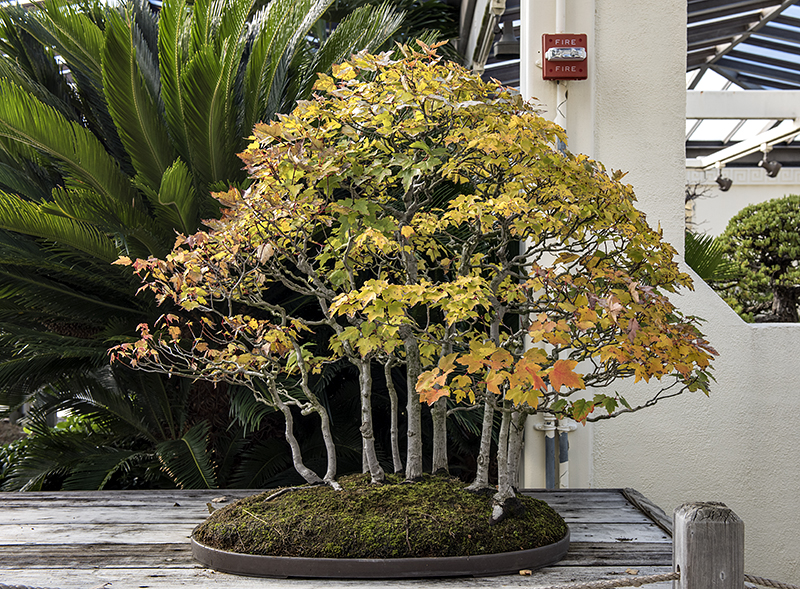 Drummonds red maple