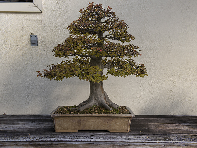 Trident maple