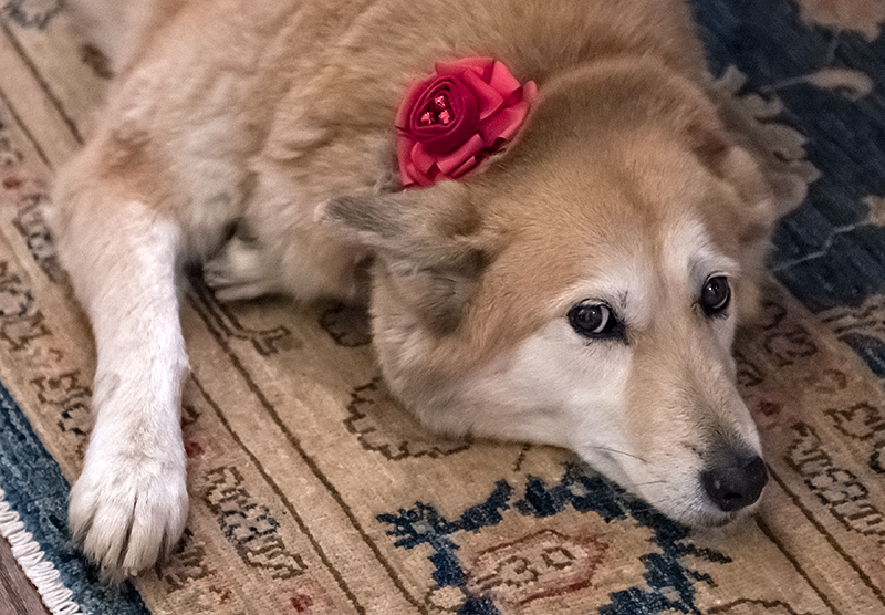Holiday girl