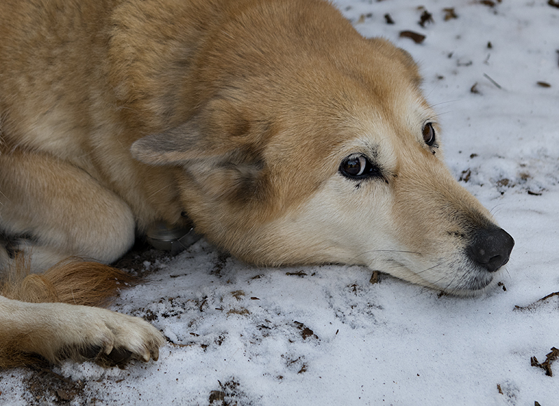 The snow girl