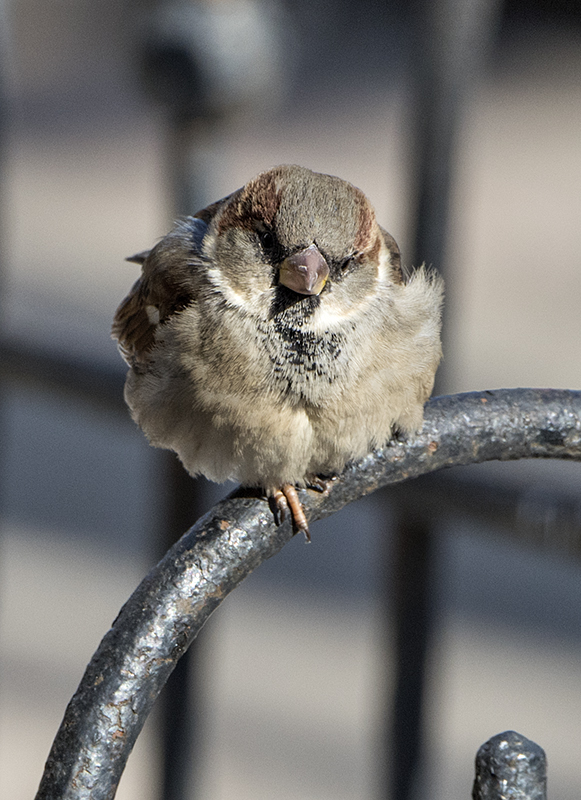 Inquisitive