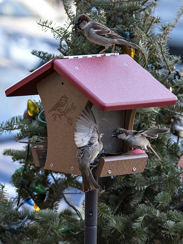 Fight at the birdhouse (1)