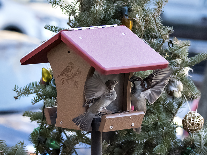Fight at the birdhouse (2)